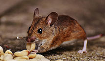 24 Hour & Emergency Exterminators in Biddeford Pool, ME
